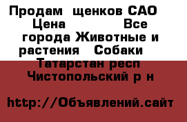 Продам ,щенков САО. › Цена ­ 30 000 - Все города Животные и растения » Собаки   . Татарстан респ.,Чистопольский р-н